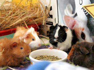 Help Us Desex 10 Homeless Baby Guinea Pigs
