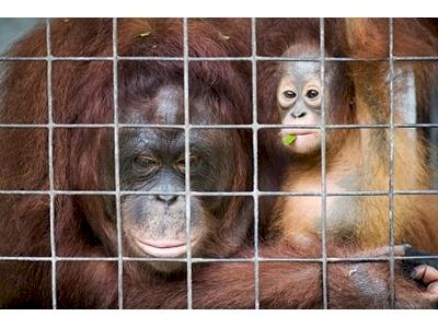 Help save the Borneo orangutans