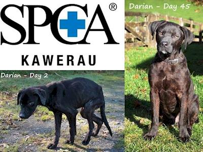 paws4kawerau