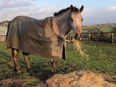 Hay it's Winter Feed Time