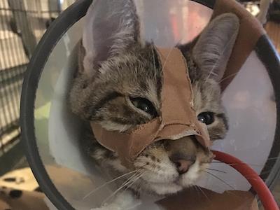 Luna URGENTLY needs your help!