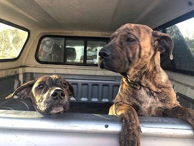 Scottie's 50th Birthday in support of Auckland Puppy Rescue