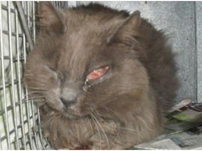 Fundraiser for Aspen