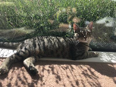 Please help with the cost of Heidi's operation and aftercare to fix her luxating patella's