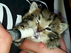 So many sick kittens this season!