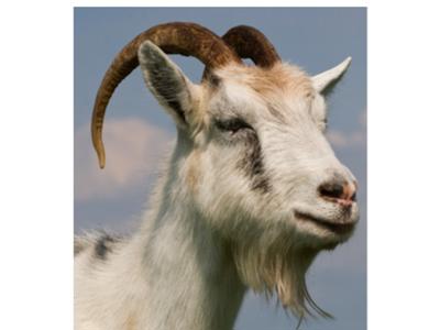 Gift a Goat Project for the David Tyler School in Uganda