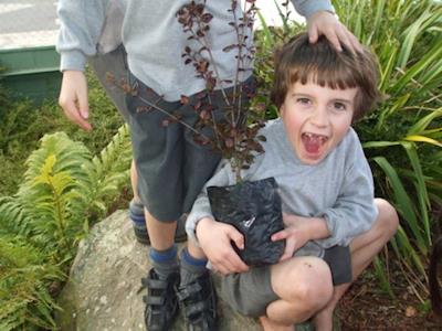 Help Paper4trees plant native trees!