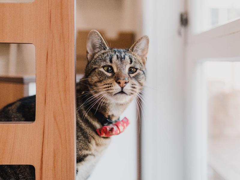 Purrs & Beans NZ Cat Haven, Café and Adoptions Updates Givealittle