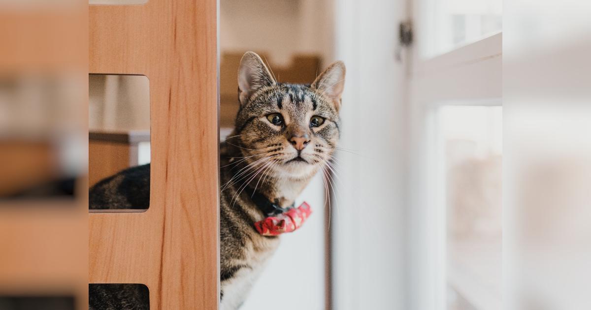 Purrs & Beans NZ Cat Haven, Café and Adoptions Givealittle