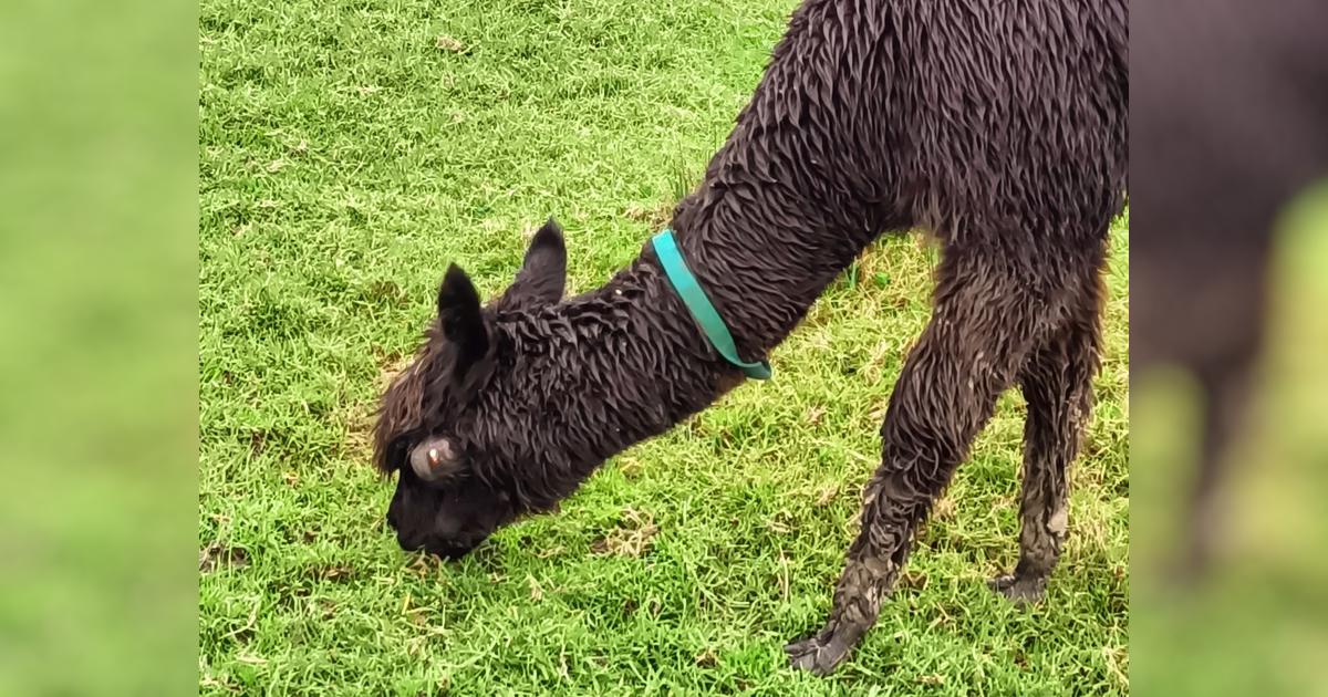 Help Yuliya the alpaca get a rotten tooth extracted by an alpaca dental ...