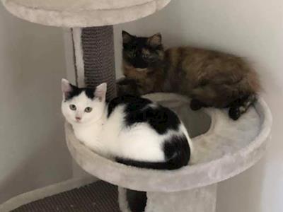 PLEASE HELP US care for abandoned small animals and re-home them.