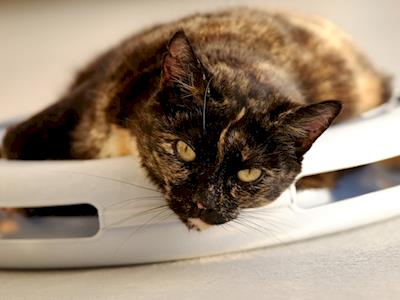 Cats Protection League Wellington 2015 Street Day Appeal