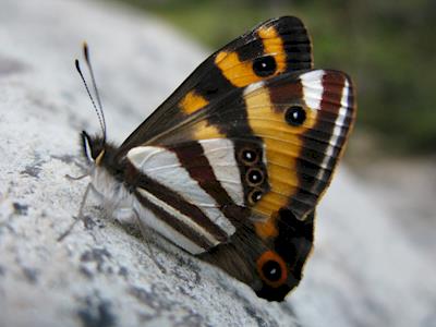 Forest Ringlet Butterfly Project