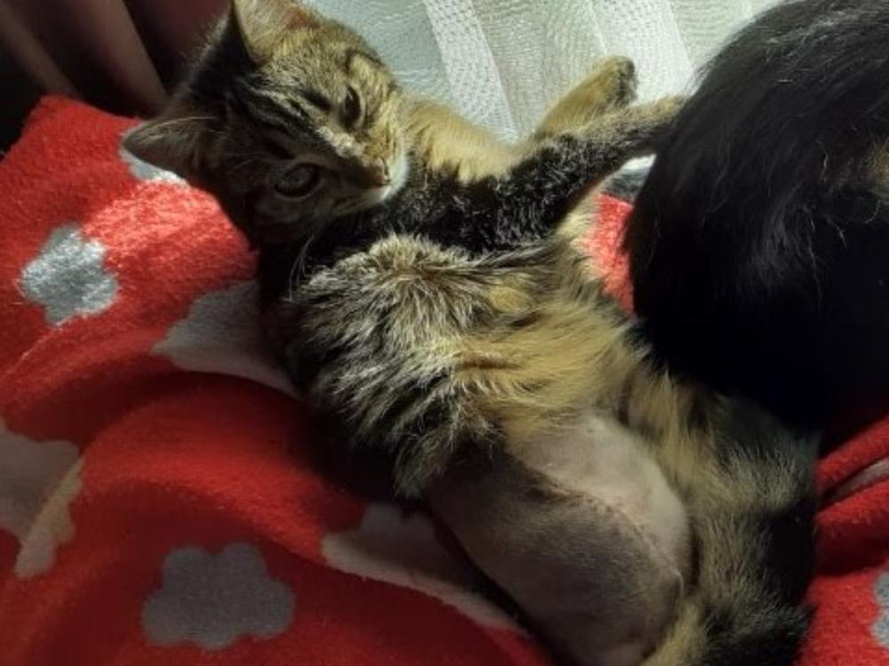 Cool Rescue Cats need Air Conditioning! Givealittle