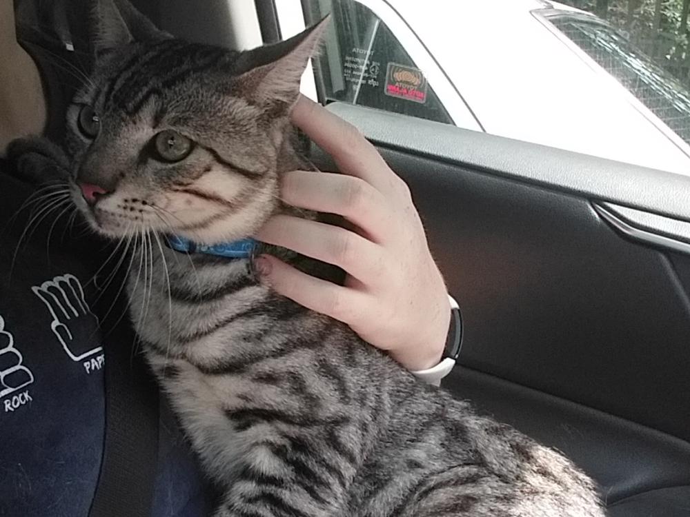 Bringing my cats home Givealittle