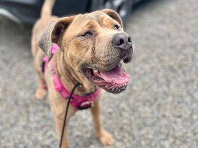 Help Kenya find relief from her sore eyes - URGENT treatment required!