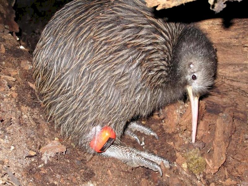 SAVE OUR KIWI - Givealittle