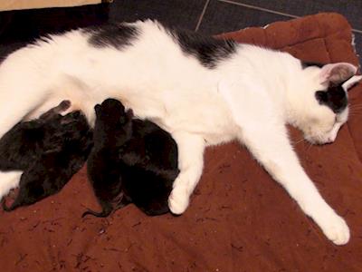 Scarlet's Eye Surgery