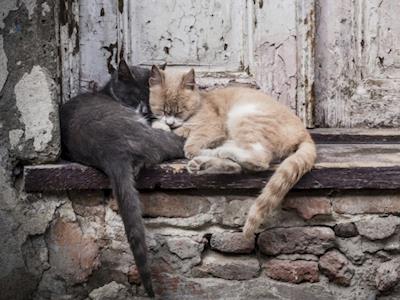 Abandoned Street Cats in Waihi - PLEASE Help us to save them!