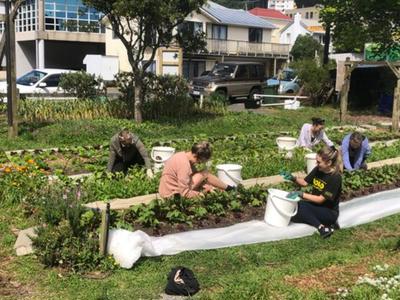 Growing Healthy Soil, Plants and People in Pōneke Wellington