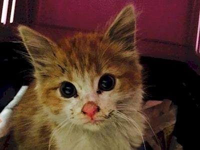 Help "Stumpy" Find a Name!