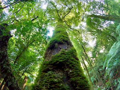 Native Trees for Planetary and Personal Health.