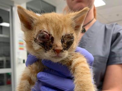 Help! Cat flu eye surgery needed