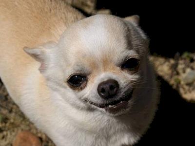 Rescue Chihuahua Yoda needs X-rays!