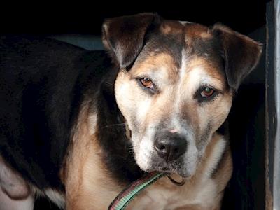 Help Kawerau SPCA pay for hip surgery for Toots