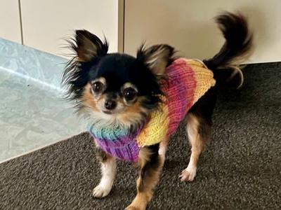 Help a beautiful 10 year old Teacup Chihuahua