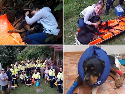 Zack the Rottweiler - out of the bush but not out of the woods
