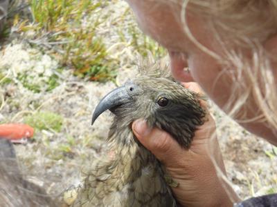 Support monitoring of Fiordland's Wilderness kea (Stuart  and Murchison Mountains)