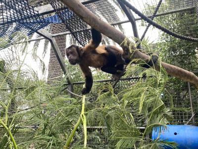 Help Build a New Capuchin Exhibit at Natureland
