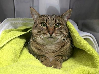 This Cat Has a Fractured Pelvis