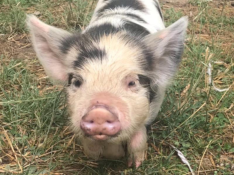 Plum Tree Farm Givealittle