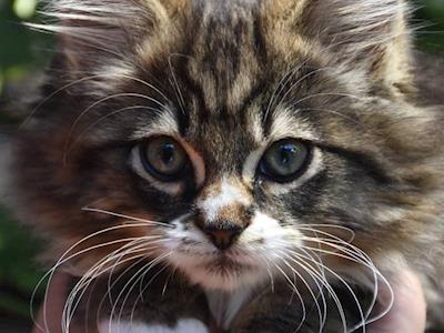 Kitten Inn Street Day Appeal 2018