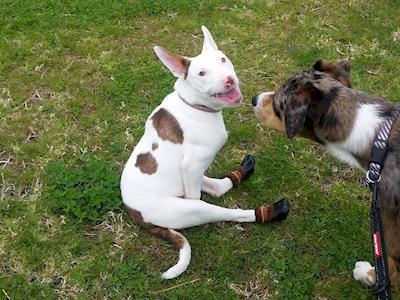 Tinkerbelle needs wheels and an MRI