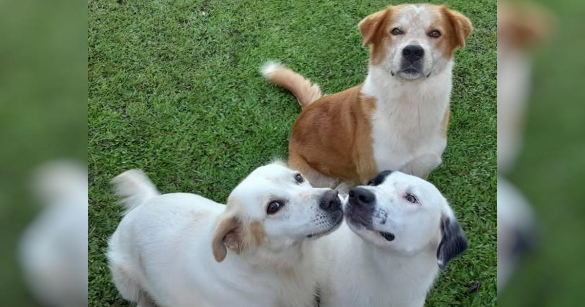 Helping our Animals in Samoa - Givealittle