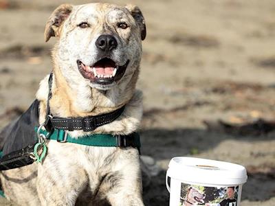 Dyson's second chance surgery - TPLO