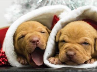 Bull Breed Rescue Xmas Appeal