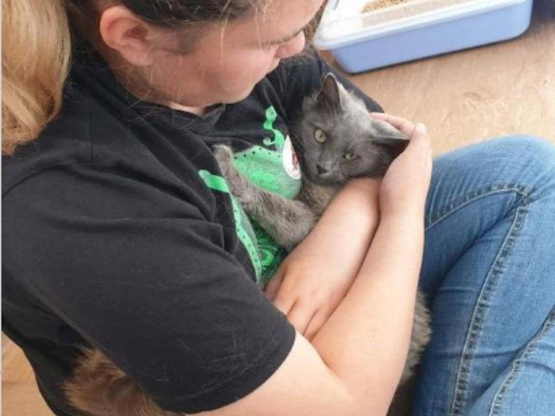 Saving Animal's - Givealittle