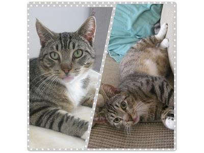 Dental Treatment For Clarence