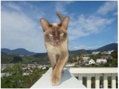 The George for Top Cat Model