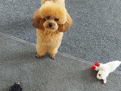 Help Teddy have his patella's fixed