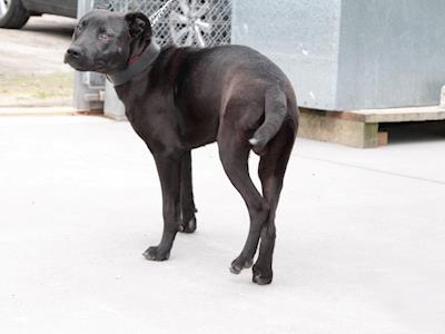 Help Kawerau SPCA pay for Willie's hip surgery