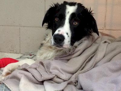 Ollie Needs Surgery! (DC Rescue Dogs)