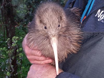 Help Enrich the Lives of Kiwi in Kāpiti 