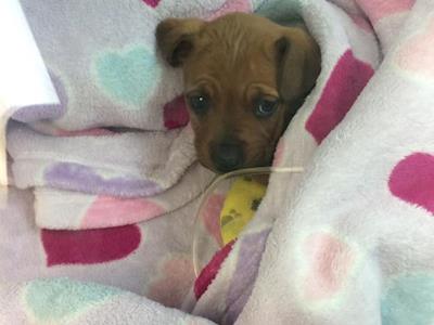 Jumping out of a plane to support Saving Hope Foundation-Facing my fears.