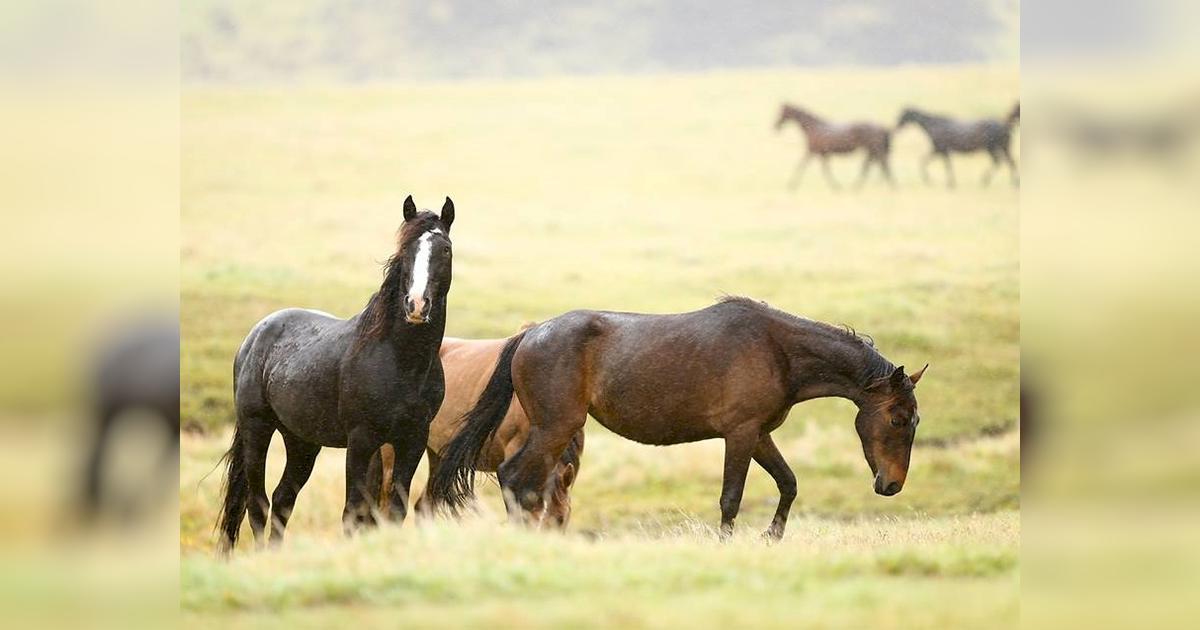 Saving Horses from Slaughter 2016 Givealittle