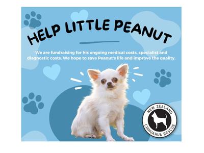 Peanut's Fund - Help Peanut with his ongoing meds and treatments!